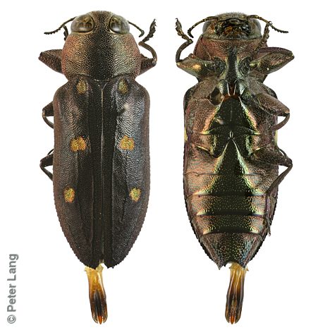 Chrysobothris perroni, PL3131, male, SL, 12.3 × 4.5 mm